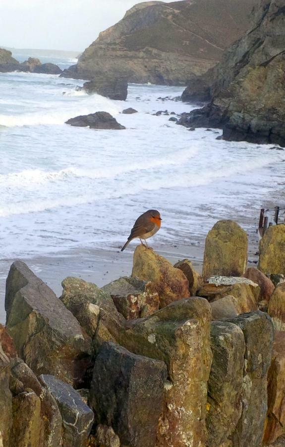 Wrens Nook Villa St Agnes  Dış mekan fotoğraf